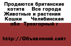 Продаются британские котята  - Все города Животные и растения » Кошки   . Челябинская обл.,Трехгорный г.